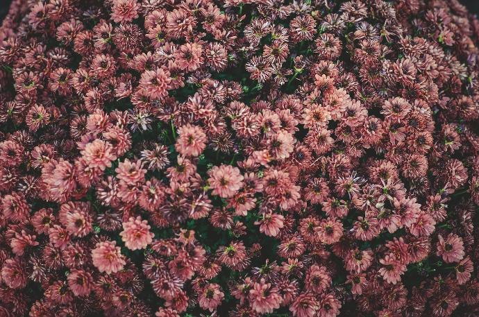 pink flowers
