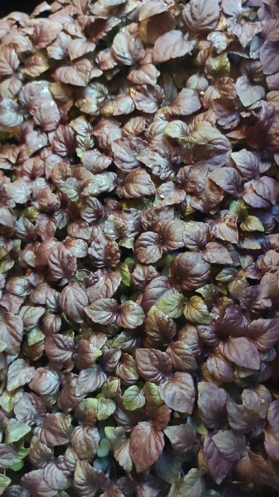 micro-v shiso rouge (perilla frutescens) barquette 17x23cm