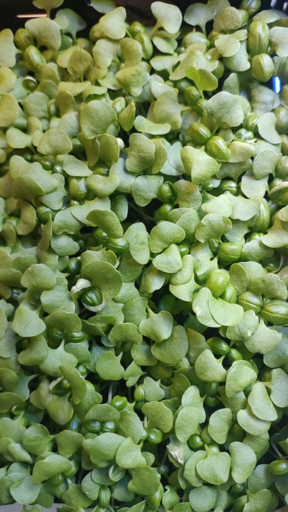 micro-v basilic genovese (ocimum basilicum) barquette 17x23cm