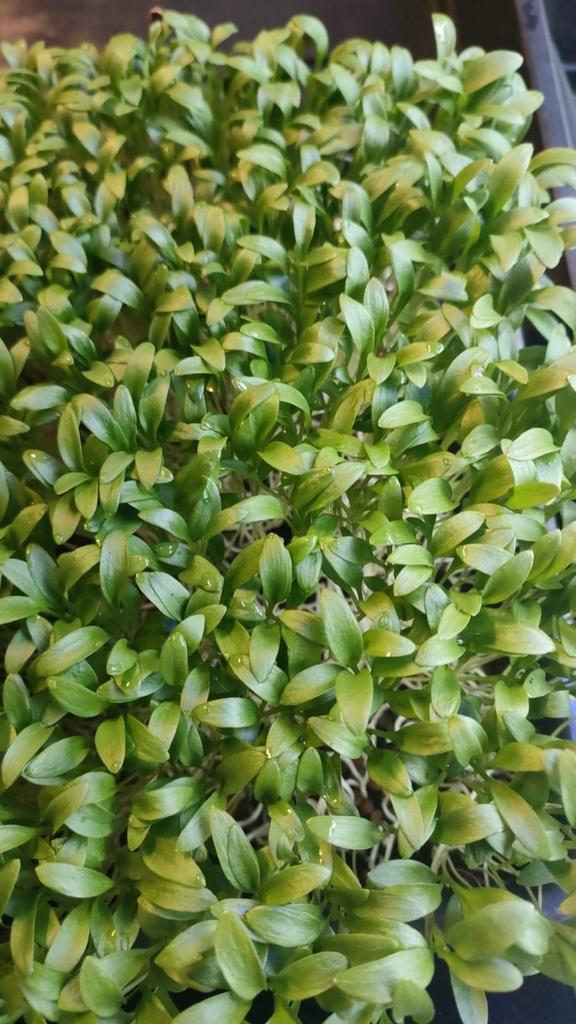 micro-v coriandre (coriandrum sativum) barquette 17x23cm