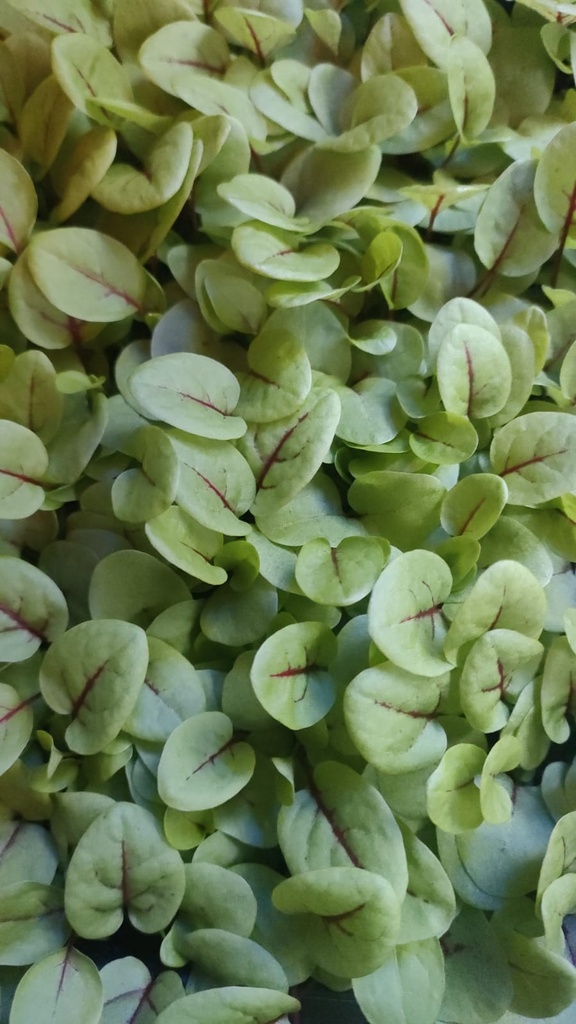 micro-v aneth (anethum graveolens) barquette 17x23cm