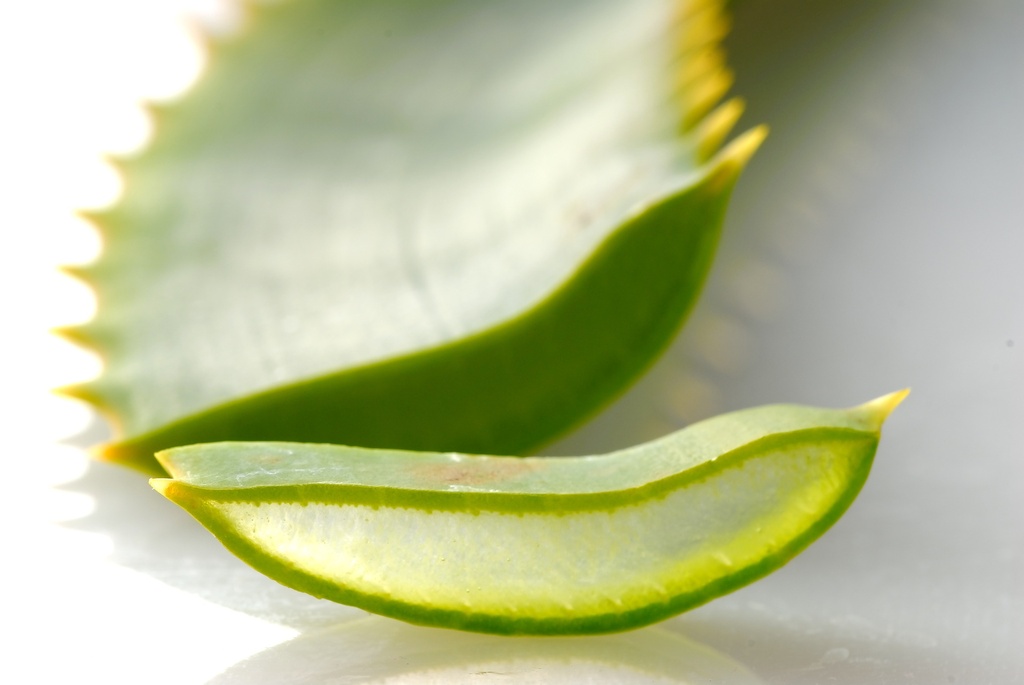 aloe vera frais 1kg