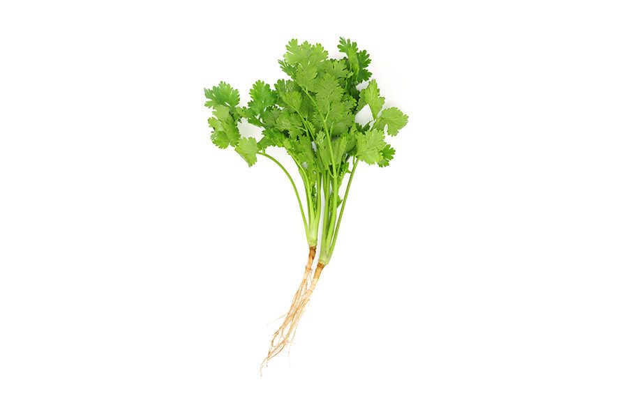 coriandre fraîche 1kg