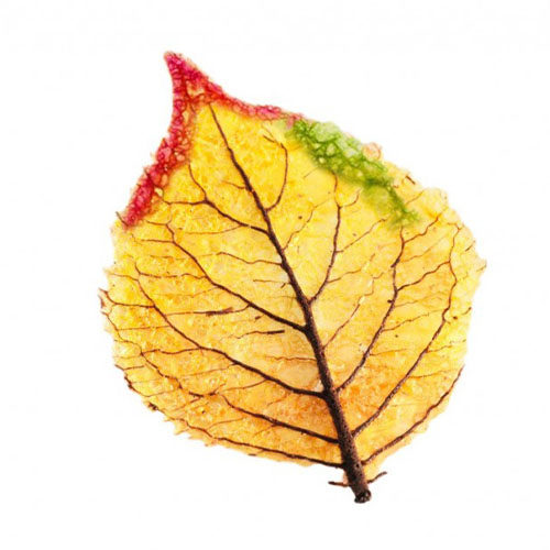 feuilles d'automne plates (80f)