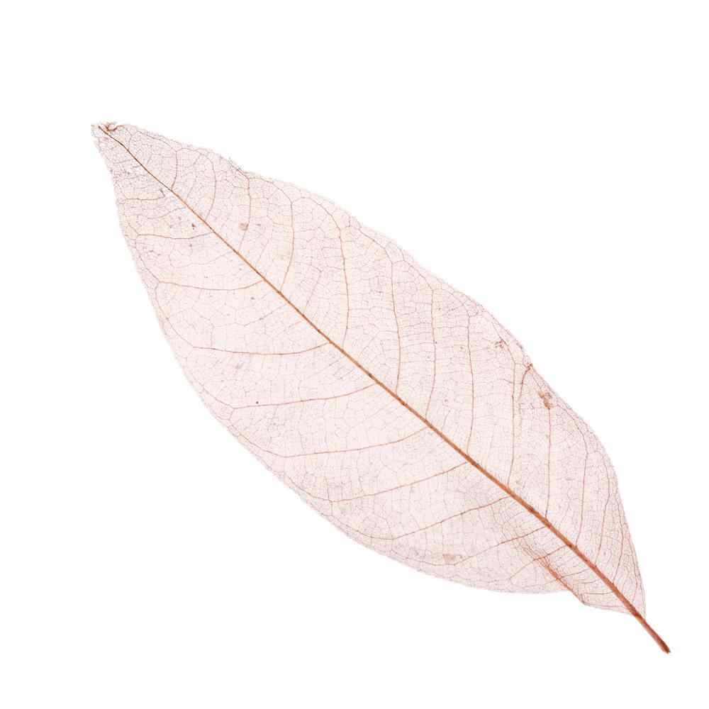 feuilles de magnolia Hoba (20pc)