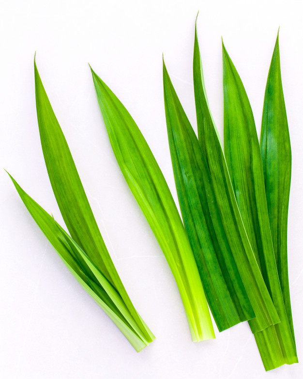 feuilles de pandan fraîches 1kg