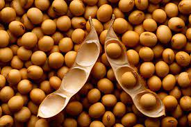 graines de soja jaune 1kg