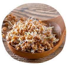 graines germées séchées bio sarrasin 300g