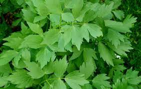 livèche herbe coupée bio 1kg