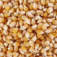 maïs pour pop corn 250g