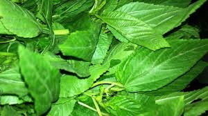 molokhia feuilles surgelées 400g