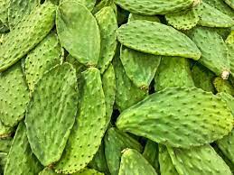nopales entiers en saumure 1kg