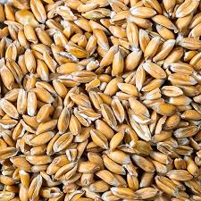 petit épeautre bio 3kg Celnat