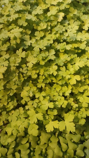 [MO-MVPERSIL] micro-v persil (petroselinum crispum) barquette 17x23cm