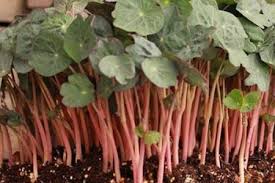 [MO-MVCAPUCINE] micro-v capucine (trapaeolum malus) barquette 17x23cm