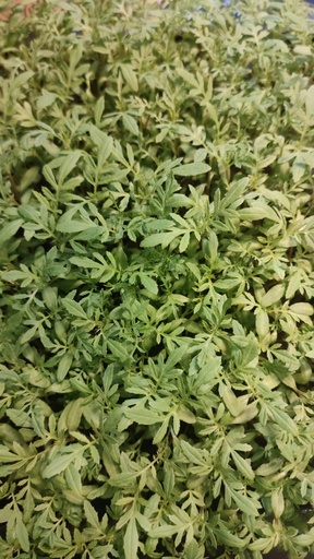 [MO-MVTAGETTE] micro-v tagete passion (tagetes minuta) barquette 17x23cm