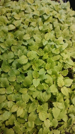 [DP-MVMELISSE] micro-v mélisse (melissa officinalis) barquette 17x23cm