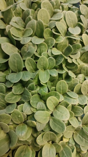 [MO-MVBOURRACHE] micro-v bourrache (borago officinalis) barquette 17x23cm