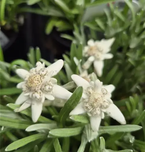 [MO-GRFLEEDELWEISS100G] fleurs d'Edelweiss coupées 100g