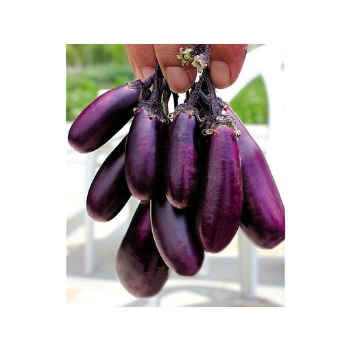 [MO-THAUBGRA200] aubergine grappe fraîche 200g