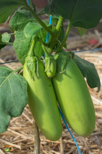 [MO-NAAUBVERTEFRA500] aubergine verte thaï 1kg