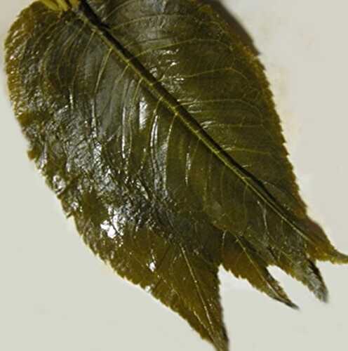 [MO-NIFEUSAKSAL50P] feuilles de cerisier Sakura salées (50f)