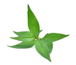 [MO-THFEULAK100] feuilles de laksa fraîches 100g