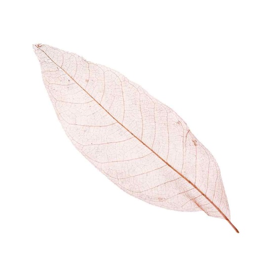 [MO-FOFEUMAGNOLIA20] feuilles de magnolia Hoba (20pc)