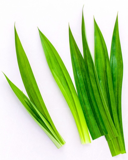[MO-VTFEUPANFRA1KG] feuilles de pandan fraîches 1kg