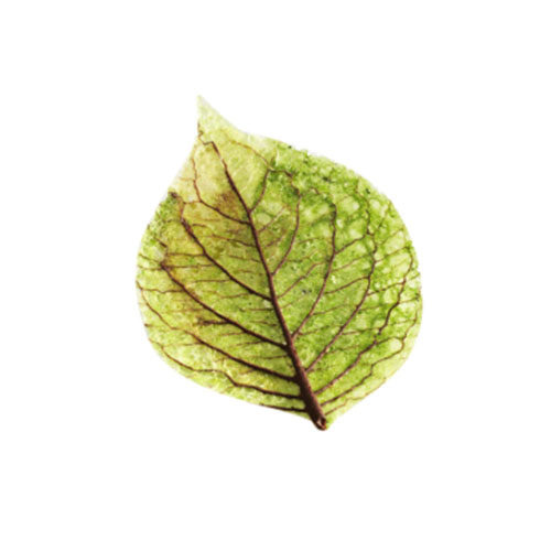 [MO-SGFEUPRIPLA80] feuilles de printemps plates (80f)