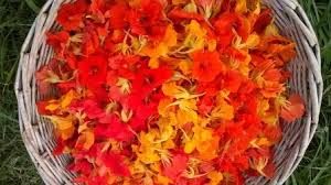 [DP-PRFLECAPFRA50PC] fleurs de capucines fraîches (50pc)