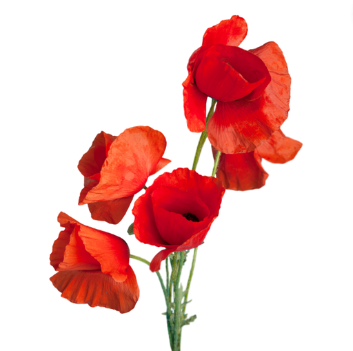 [MO-DICOQENT300] fleurs de coquelicots entières 1kg