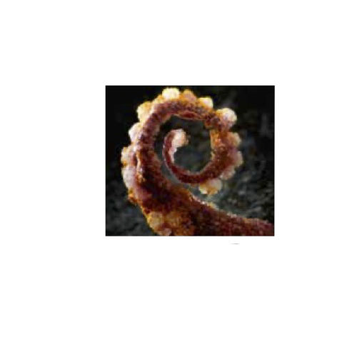 [MO-SGKROPOUKIM215p] kroepoek forme poulpe saveur Kimchi 215pc