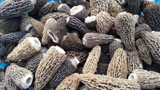 [DP-MFMORFEU1KG] morilles de feu 1kg