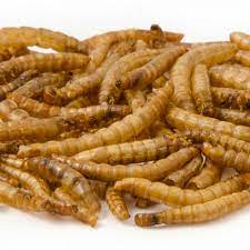 [MO-RTVERFARSECBIO1KG] vers de farine séchés bio 1kg