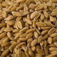 [MO-HVEPEAENTIER25] épeautre entier bio 25kg